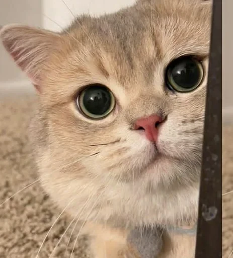 🥺 Стикер «sweet pussy» для Telegram
