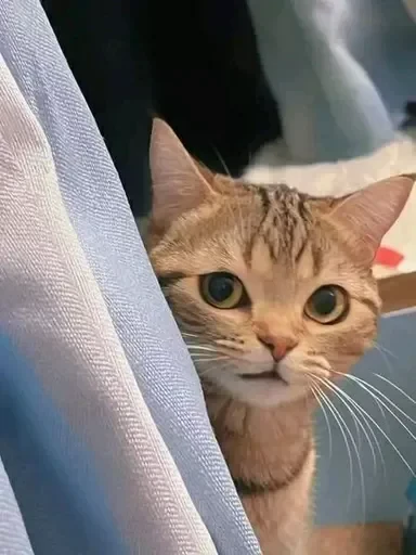 😕 Стикер «sweet pussy» для Telegram