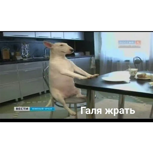 🍗 Стикер «youcanchangethisanytime» для Telegram