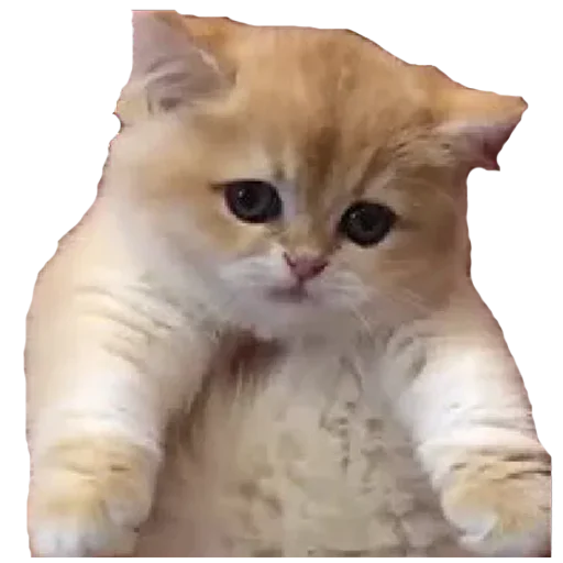 😕 Стикер «youcanchangethisanytime» для Telegram