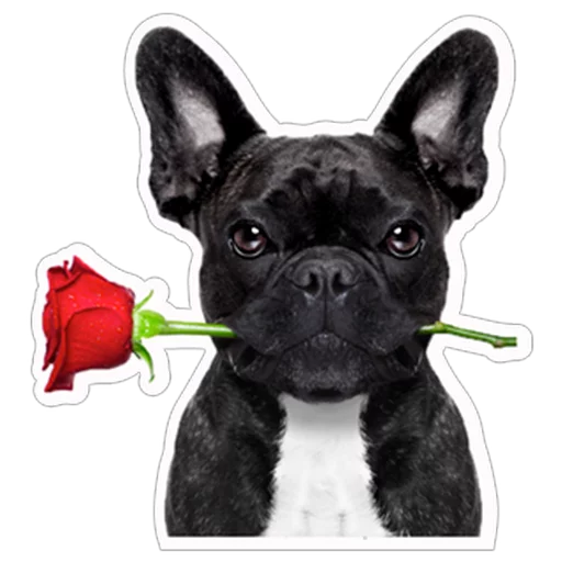 🌹 Стикер «Нескромные валентинки» для Telegram