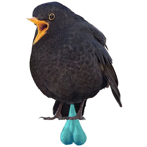 Стикерпак in DROZDeggs colour для Telegram — скачать