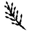 🌱 Эмодзи «𝖎𝖓𝖐 𝖋𝖑𝖔𝖜𝖊𝖗𝖘» для Telegram