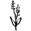 🌱 Эмодзи «𝖎𝖓𝖐 𝖋𝖑𝖔𝖜𝖊𝖗𝖘» для Telegram