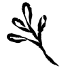 🌱 Эмодзи «𝖎𝖓𝖐 𝖋𝖑𝖔𝖜𝖊𝖗𝖘» для Telegram