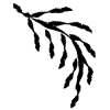 🌱 Эмодзи «𝖎𝖓𝖐 𝖋𝖑𝖔𝖜𝖊𝖗𝖘» для Telegram