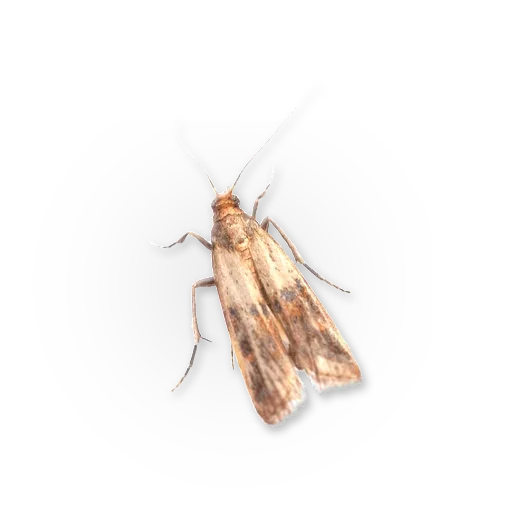 🦋 Стикер «Insects» для Telegram