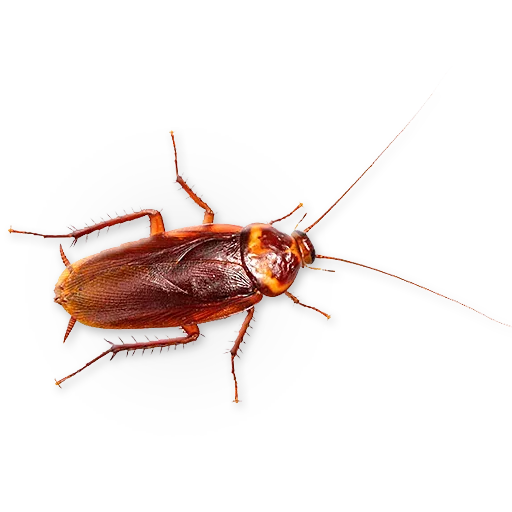 🐞 Стикер «Insects» для Telegram