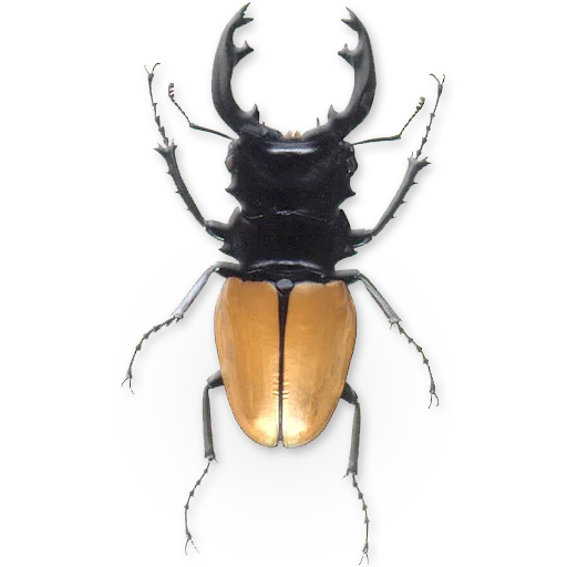 🐞 Стикер «Insects» для Telegram