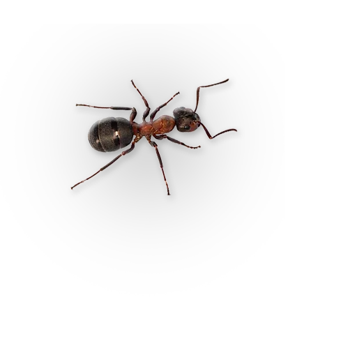 🐜 Стикер «Insects» для Telegram