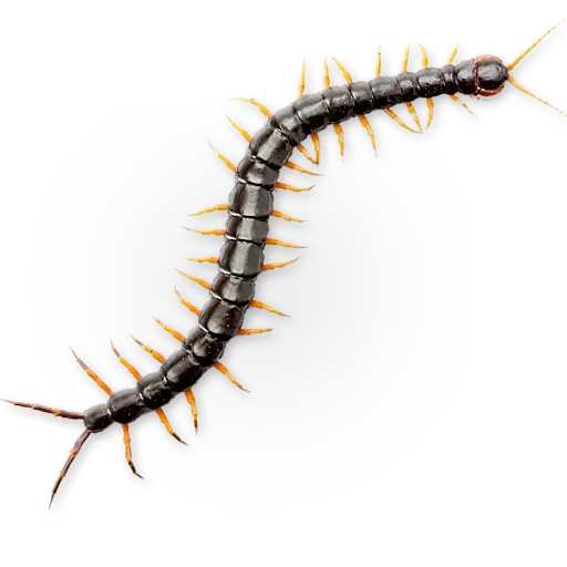 🐛 Стикер «Insects» для Telegram