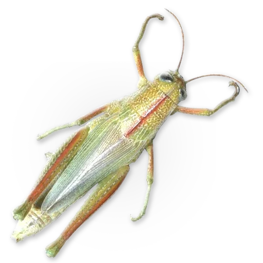 🦗 Стикер «Insects» для Telegram