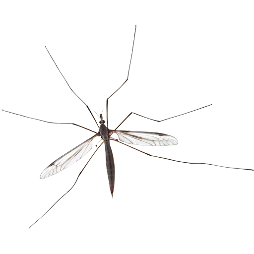 🐞 Стикер «Insects» для Telegram