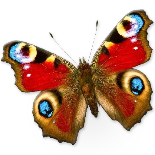 🦋 Стикер «Insects» для Telegram