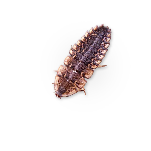 🐛 Стикер «Insects» для Telegram
