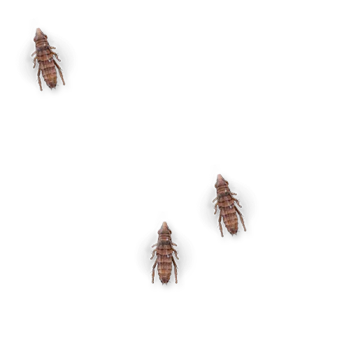 🐜 Стикер «Insects» для Telegram