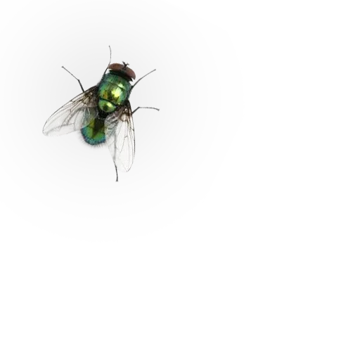 🐝 Стикер «Insects» для Telegram