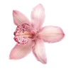 🌟 Эмодзи «Интерны ౨ৎ Cr» для Telegram