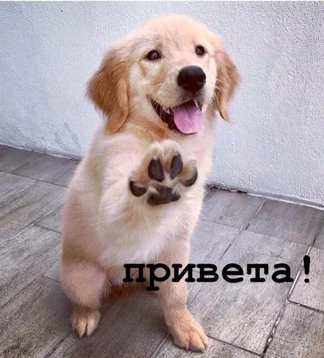 Стикерпак Golden retriever forever! для Telegram — скачать