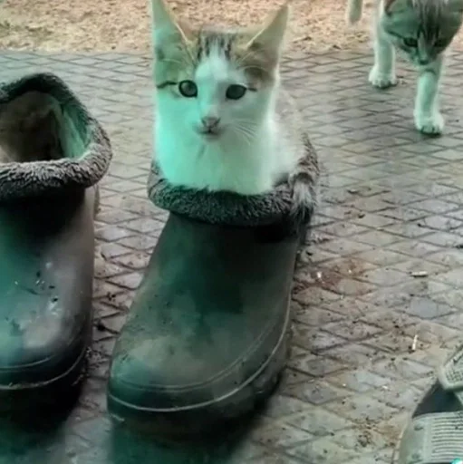 😐 Стикер «коты флока» для Telegram