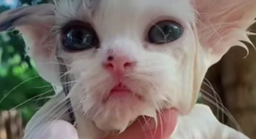 🌟 Стикер «коты флока» для Telegram