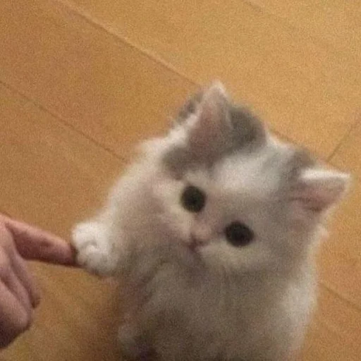 🎀 Стикер «коты флока» для Telegram