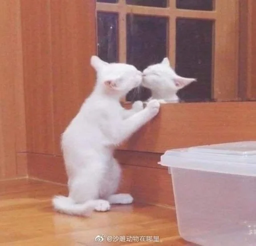 💋 Стикер «коты флока» для Telegram