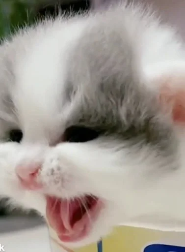 🤬 Стикер «коты флока» для Telegram