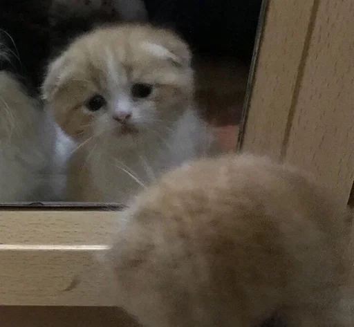 😔 Стикер «коты флока» для Telegram