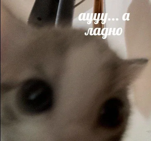 🌟 Стикер «коты флока» для Telegram