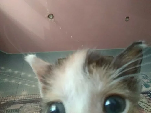 👀 Стикер «коты флока» для Telegram