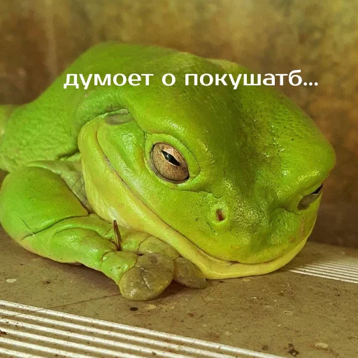 🤤 Стикер «Легущьки «Горящей избы» для Telegram
