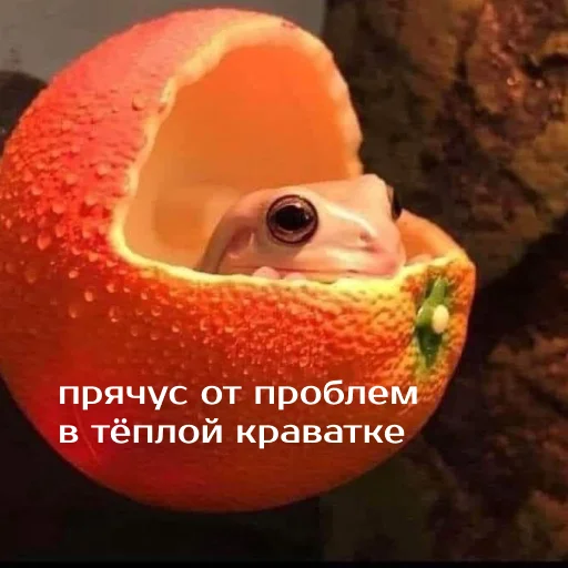 🛏 Стикер «Легущьки «Горящей избы» для Telegram