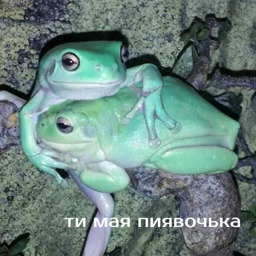 ❤️ Стикер «Легущьки «Горящей избы» для Telegram