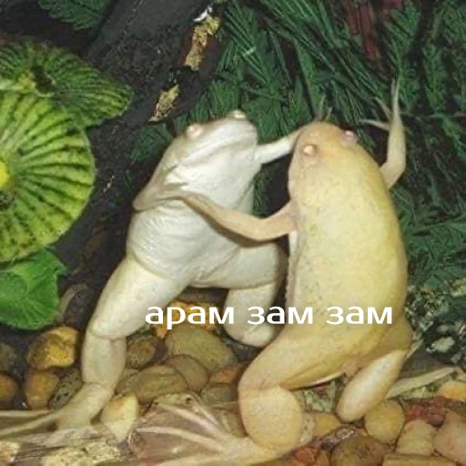 💃 Стикер «Легущьки «Горящей избы» для Telegram
