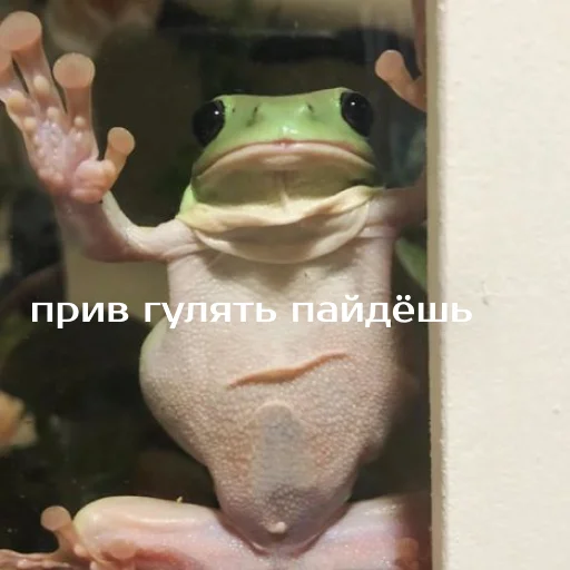 👋 Стикер «Легущьки «Горящей избы» для Telegram
