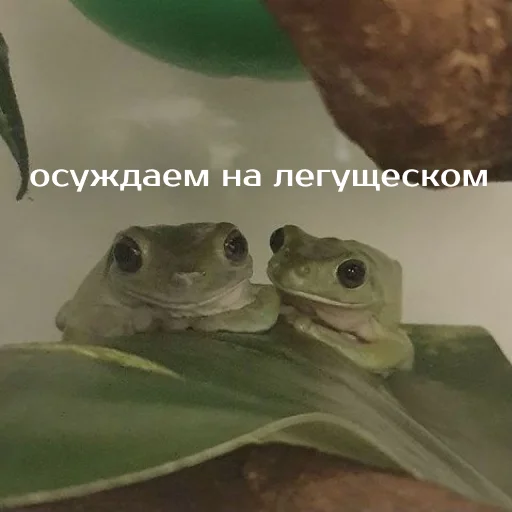 ☹️ Стикер «Легущьки «Горящей избы» для Telegram
