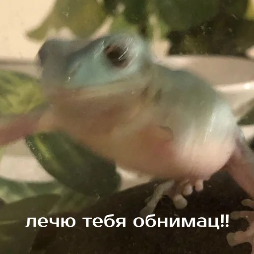 🤗 Стикер «Легущьки «Горящей избы» для Telegram