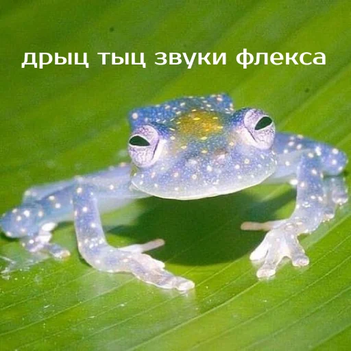 💃 Стикер «Легущьки «Горящей избы» для Telegram