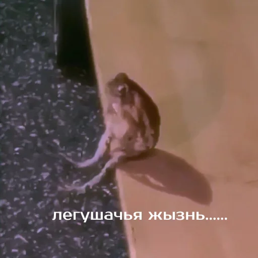 😕 Стикер «Легущьки «Горящей избы» для Telegram