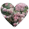 🫥 Эмодзи «Random #random #cute #girl #status» для Telegram