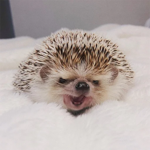 Стикерпак Jane&amp;;s Hedgehogs для Telegram — скачать