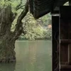 🌳 Эмодзи «⠀ ⠀ ⠀Японский вайб» для Telegram