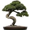 🌳 Эмодзи «⠀ ⠀ ⠀Японский вайб» для Telegram