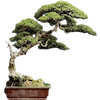 🌳 Эмодзи «⠀ ⠀ ⠀Японский вайб» для Telegram