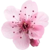 🤩 Эмодзи «Japan vibe #vibe #cute» для Telegram