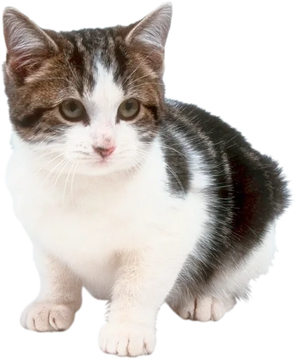 Стикерпак Cats 2 для Telegram — скачать