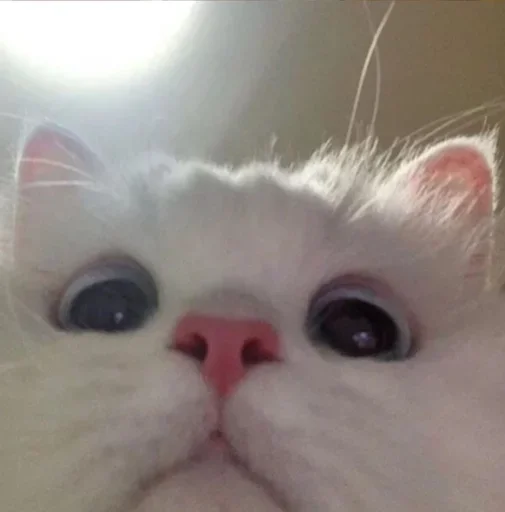 👀 Стикер «ᴅ̶ᴇ̶ᴘ̶ᴜ̶ᴛ̶ʏ̶ ̶ᴛ̶ᴇ̶ʟ̶ᴇ̶ɢ̶ʀ̶ᴀ̶ᴍ̶» для Telegram