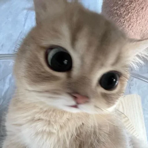 🍒 Стикер «ᴅ̶ᴇ̶ᴘ̶ᴜ̶ᴛ̶ʏ̶ ̶ᴛ̶ᴇ̶ʟ̶ᴇ̶ɢ̶ʀ̶ᴀ̶ᴍ̶» для Telegram