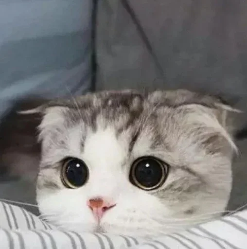 👀 Стикер «ᴅ̶ᴇ̶ᴘ̶ᴜ̶ᴛ̶ʏ̶ ̶ᴛ̶ᴇ̶ʟ̶ᴇ̶ɢ̶ʀ̶ᴀ̶ᴍ̶» для Telegram
